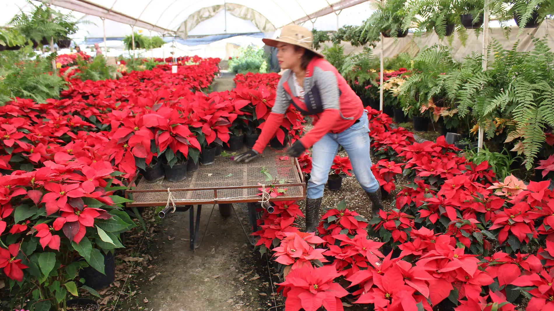 Flor de Nochebuena engalana espacios durante el fin de año6